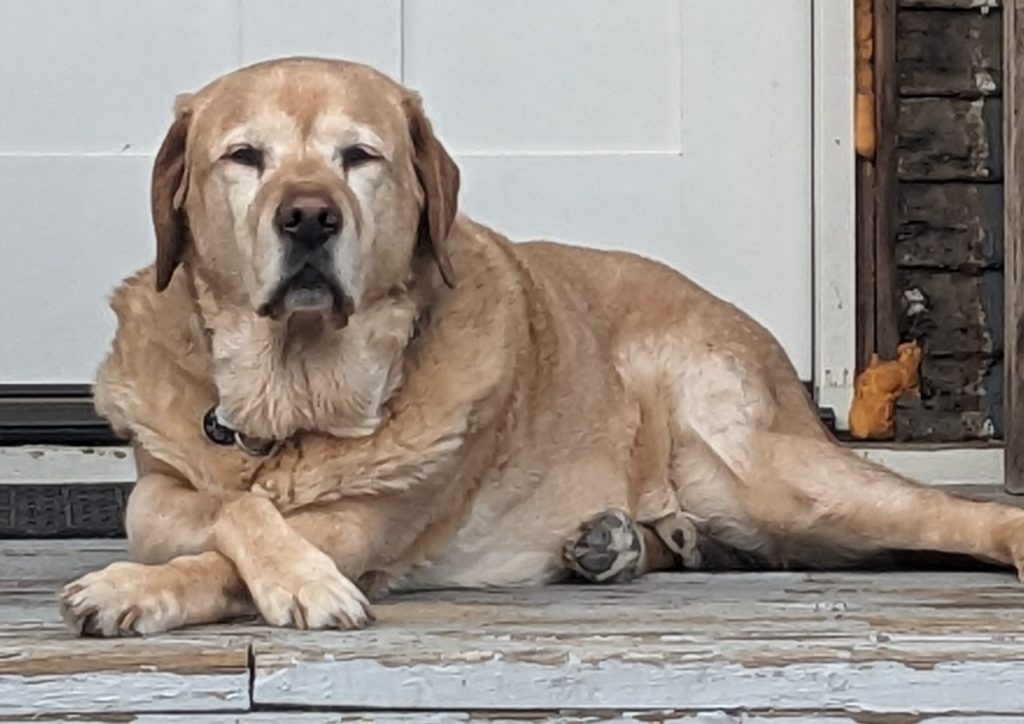 Kona lying on the front porch
