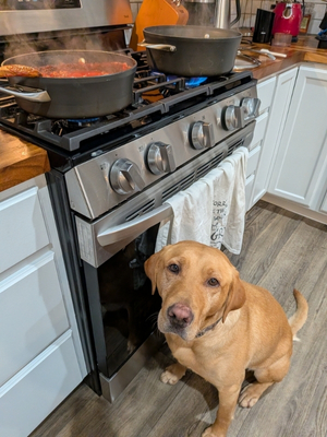 dog supervising dinner